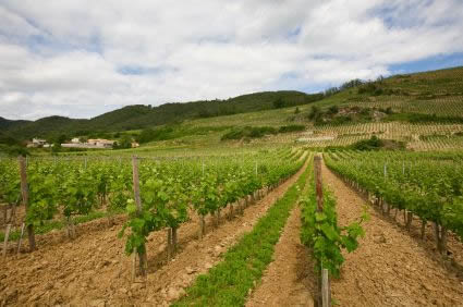 Champagne Wine Region 